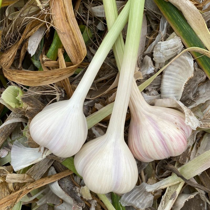 Choose the Right Varieties