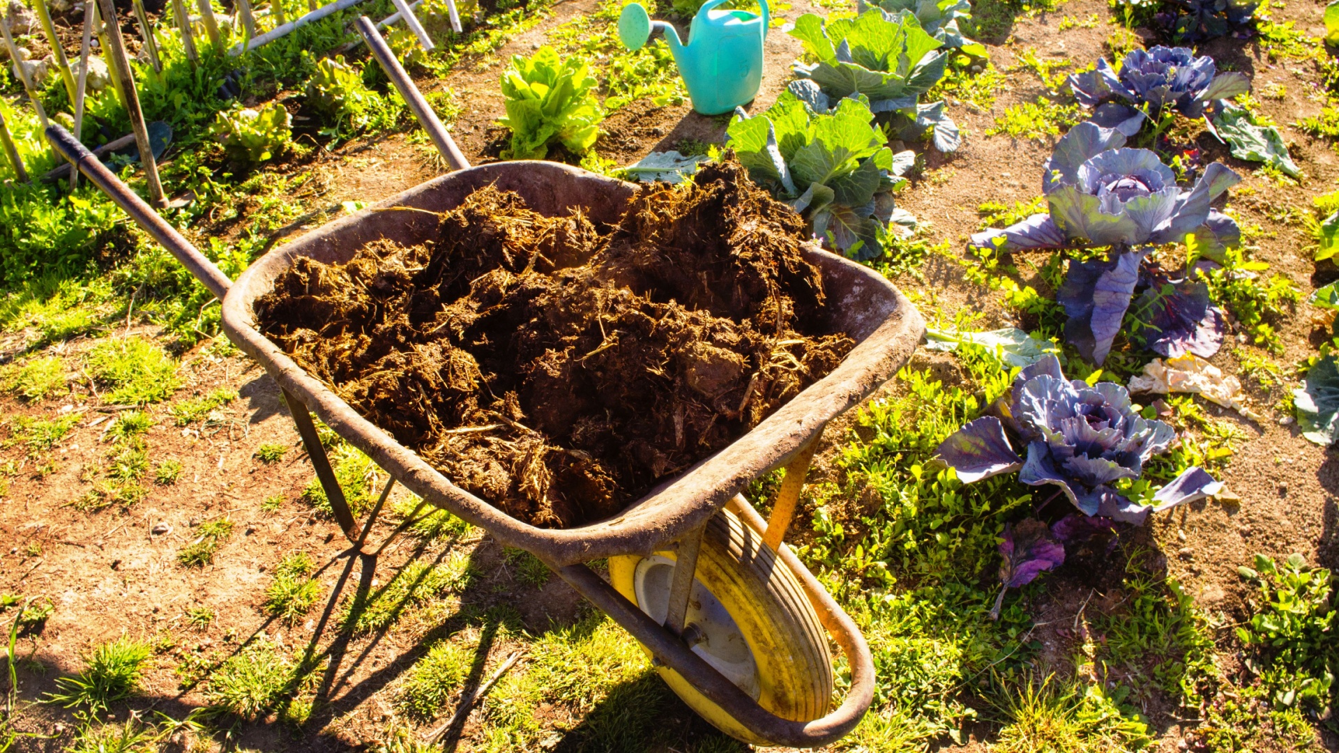 compost in a wheelbarrow