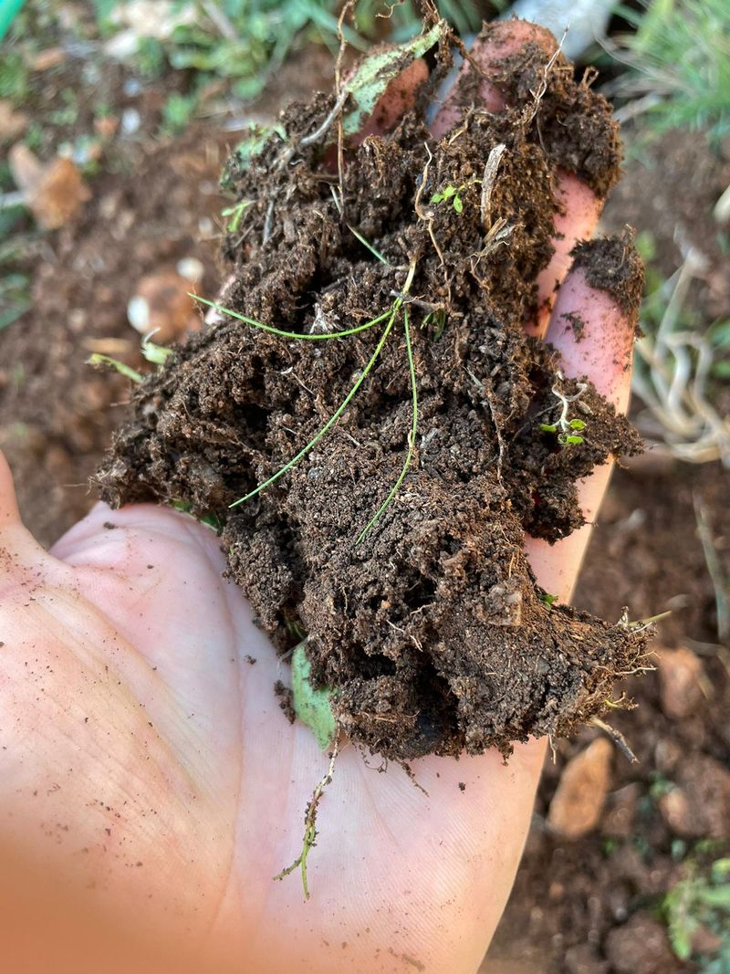 Know Your Soil Before Adding Anything
