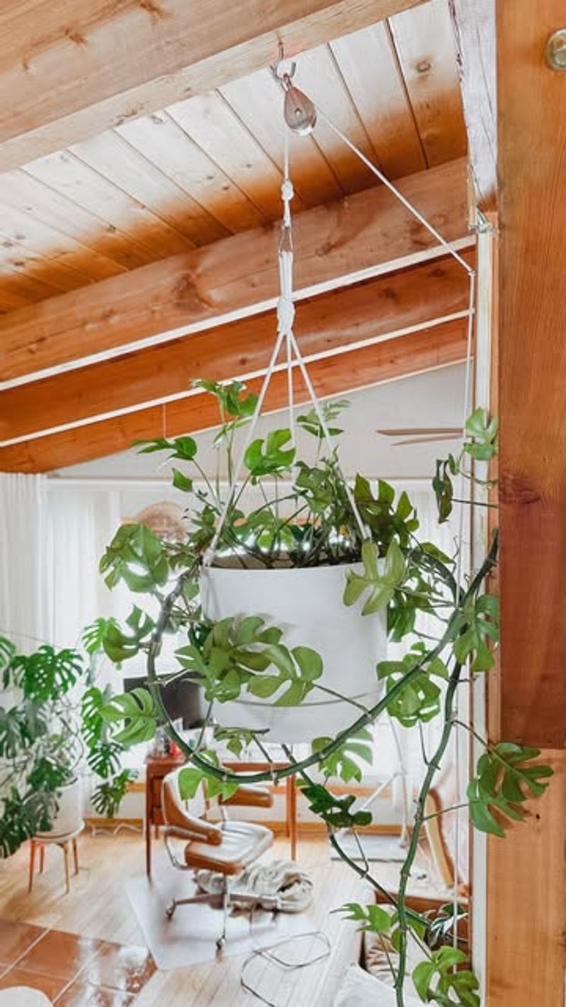 Hanging Plant Gallery