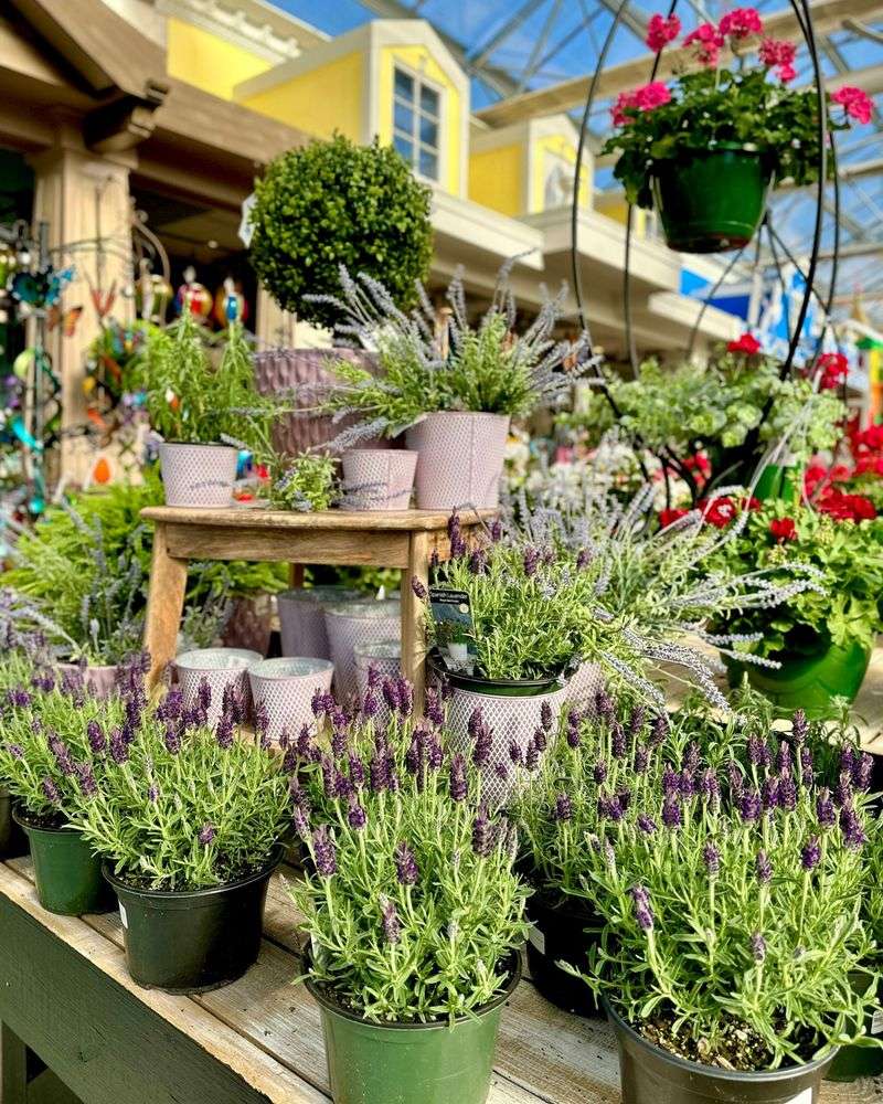 1. Lavender