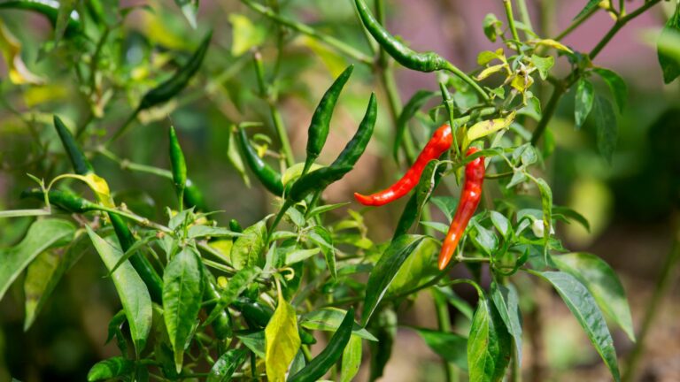 hot pepper plant