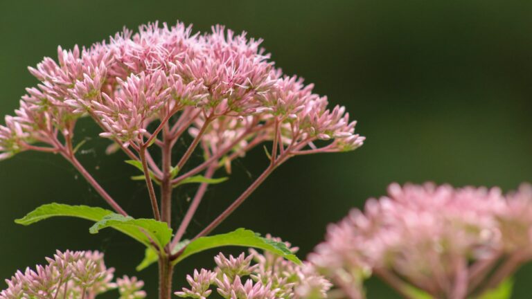 joe pye weed