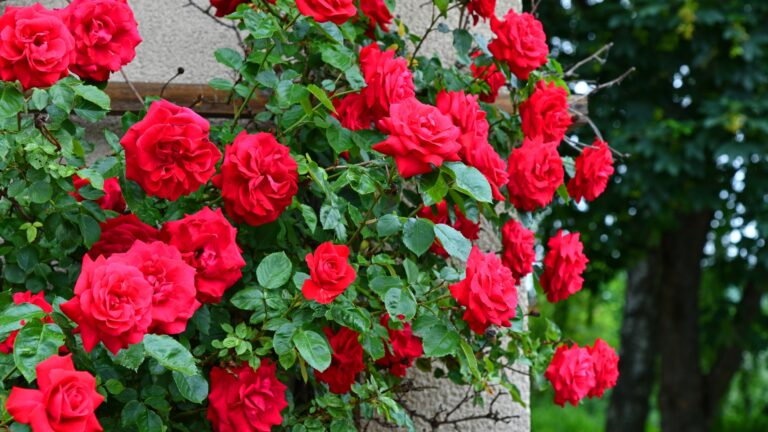 climbing rose