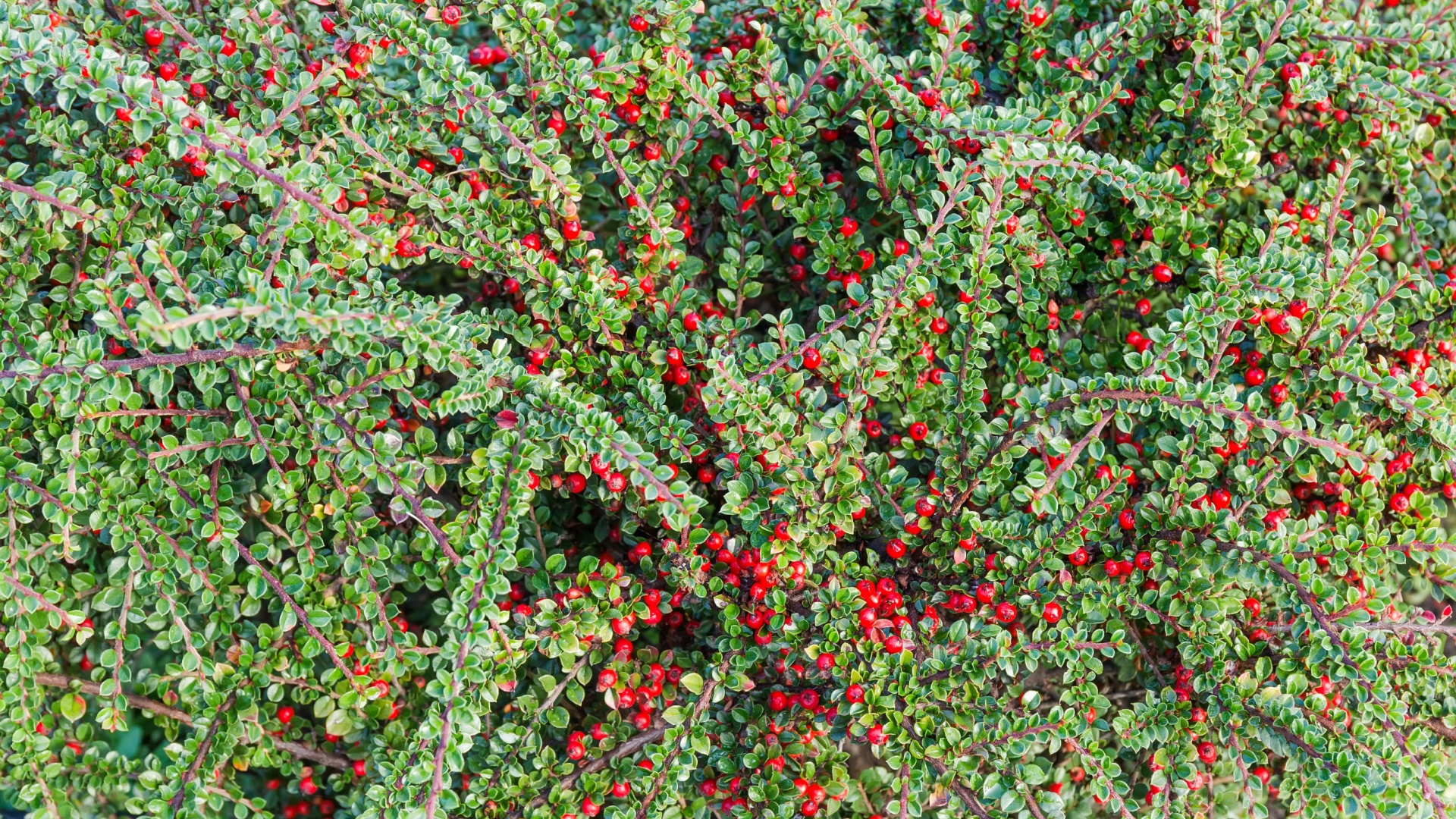 14 Ugly Or Invasive Shrubs I’ll Never Plant Again—And 4 I Recommend To Every Gardener