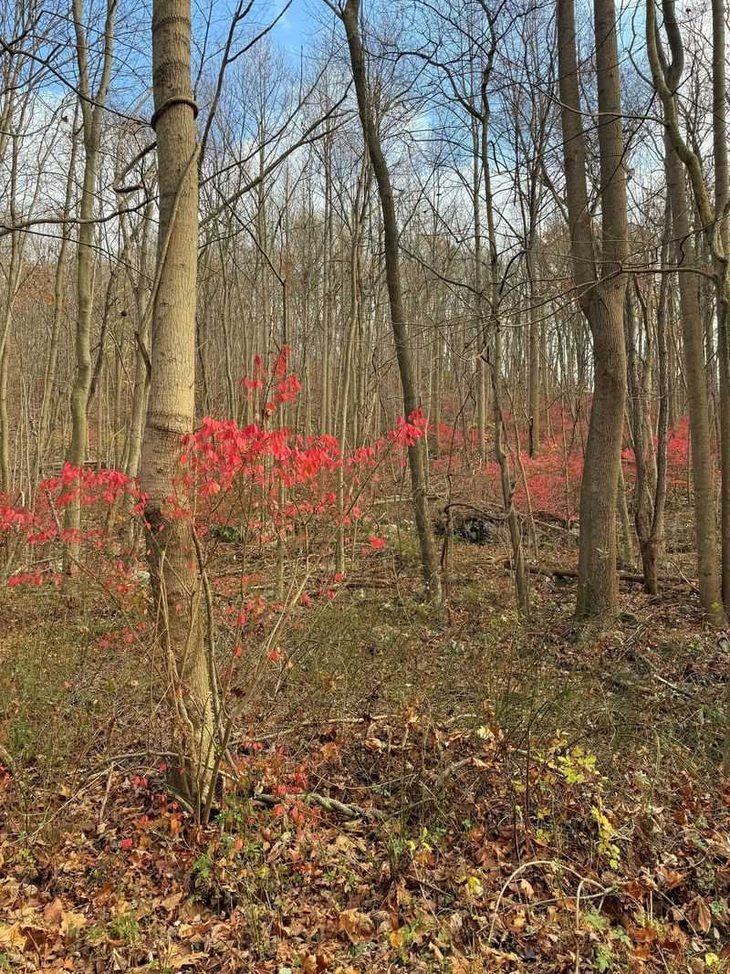 Burning Bush (Euonymus alatus)