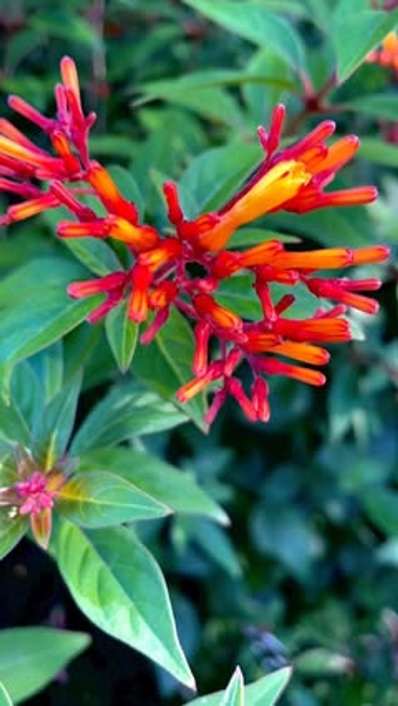 15. Dwarf Firebush