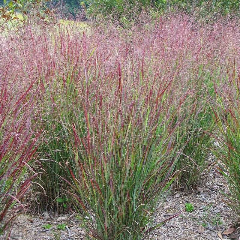 15. Switchgrass