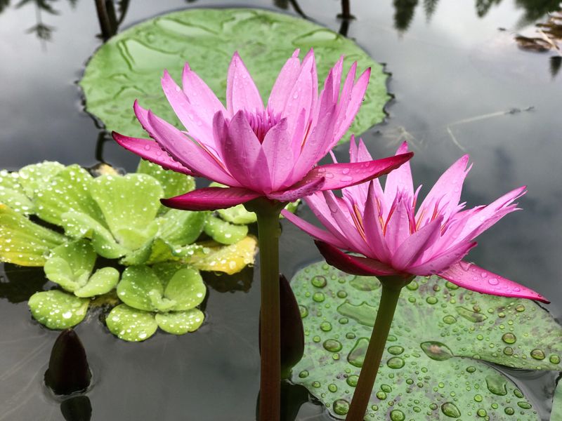 15. Water Lilies