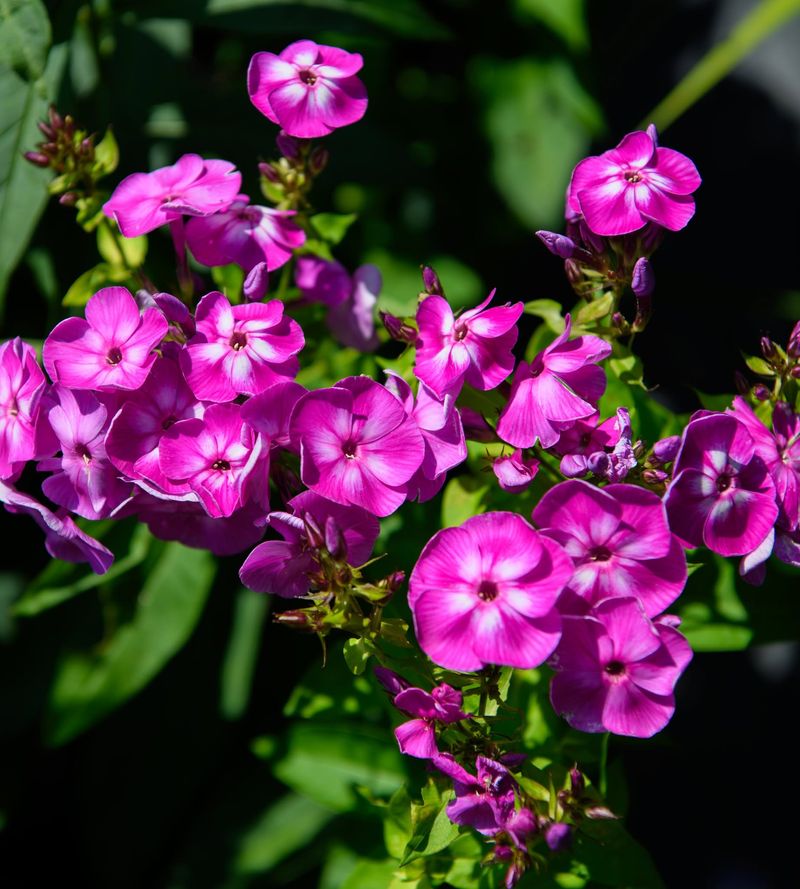 15. Phlox Paniculata