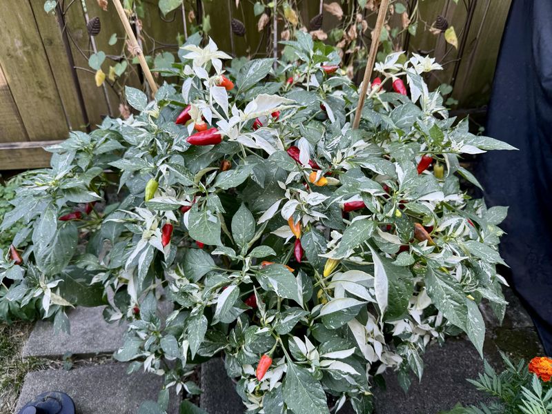 15. Fish Pepper