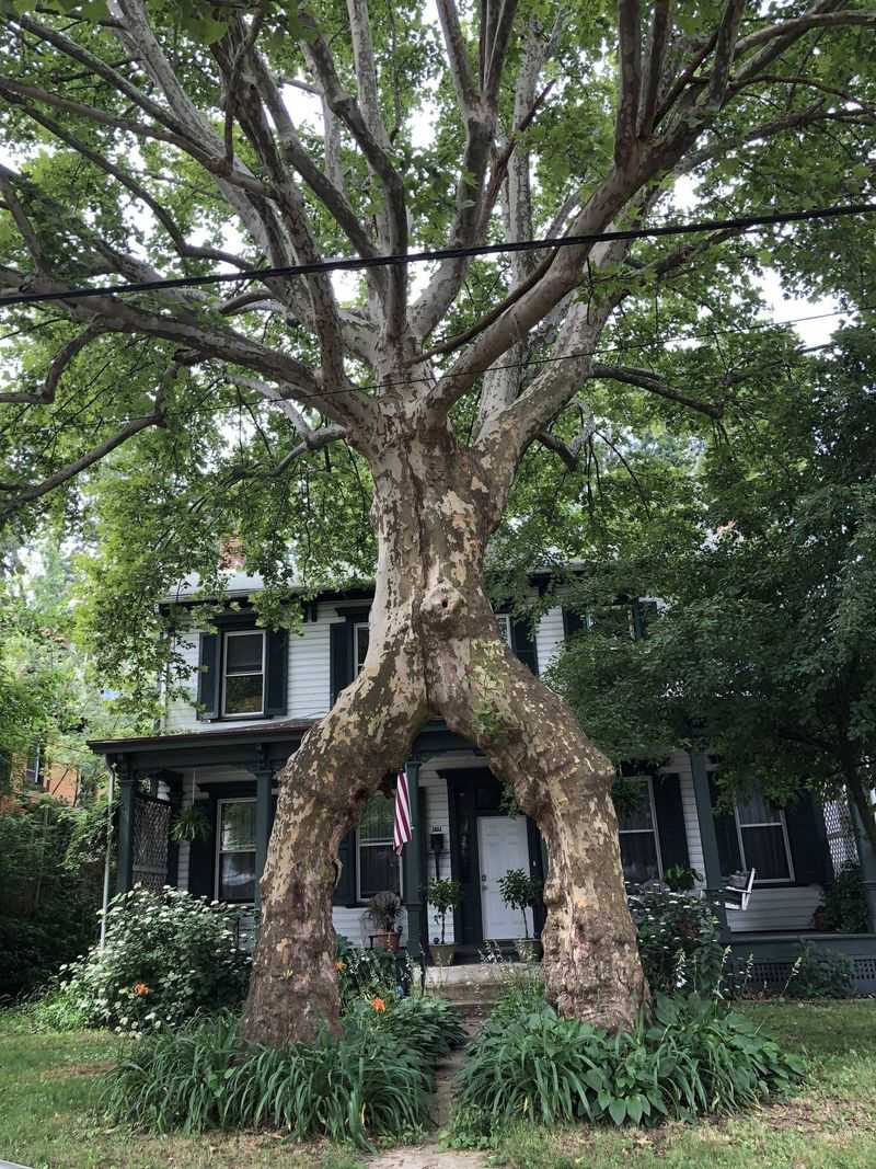 15. American Sycamore