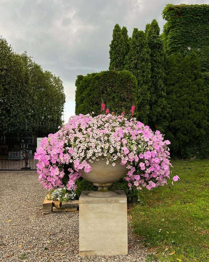 Cascading Petunias