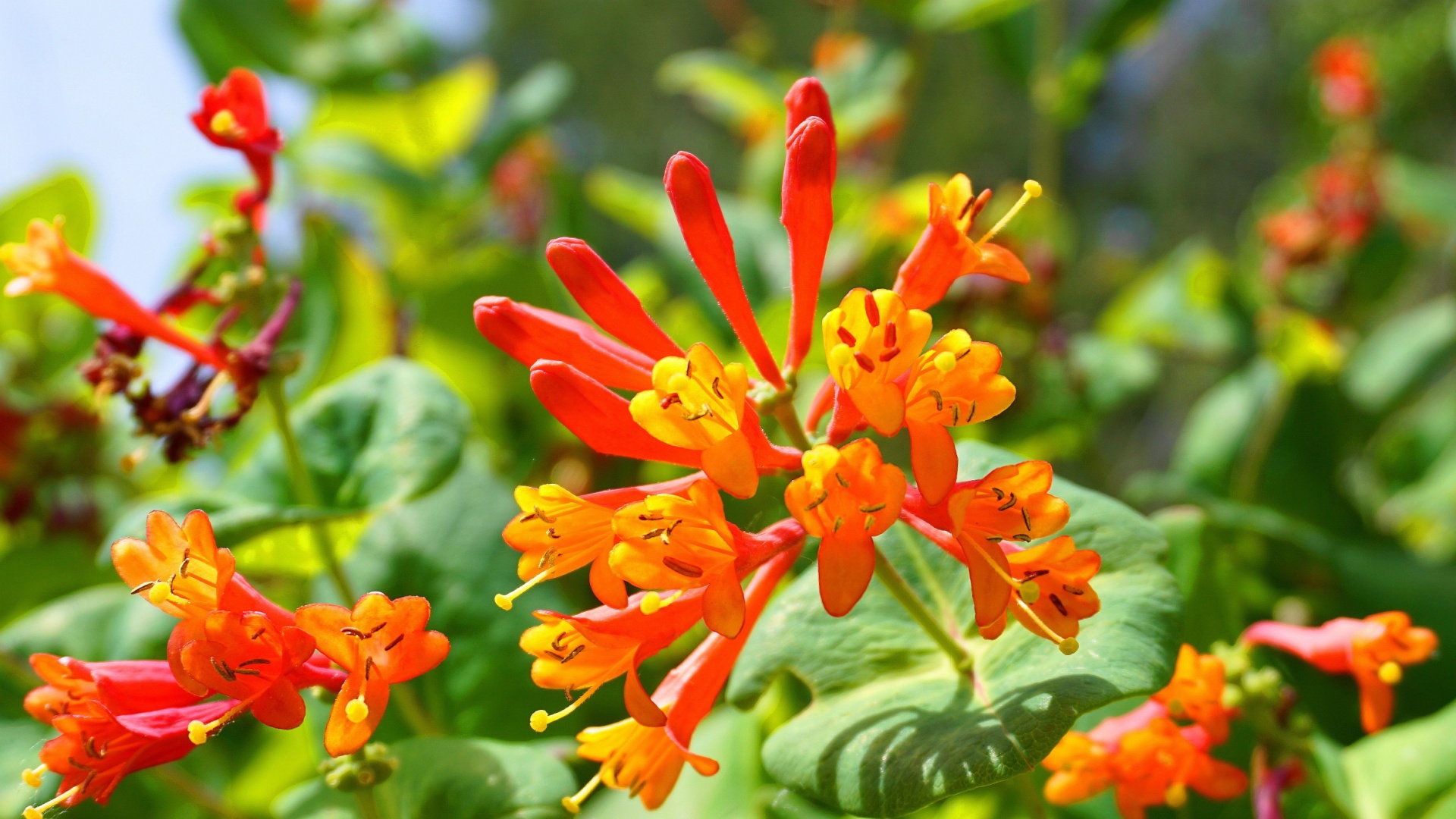 trumpet honeysuckle