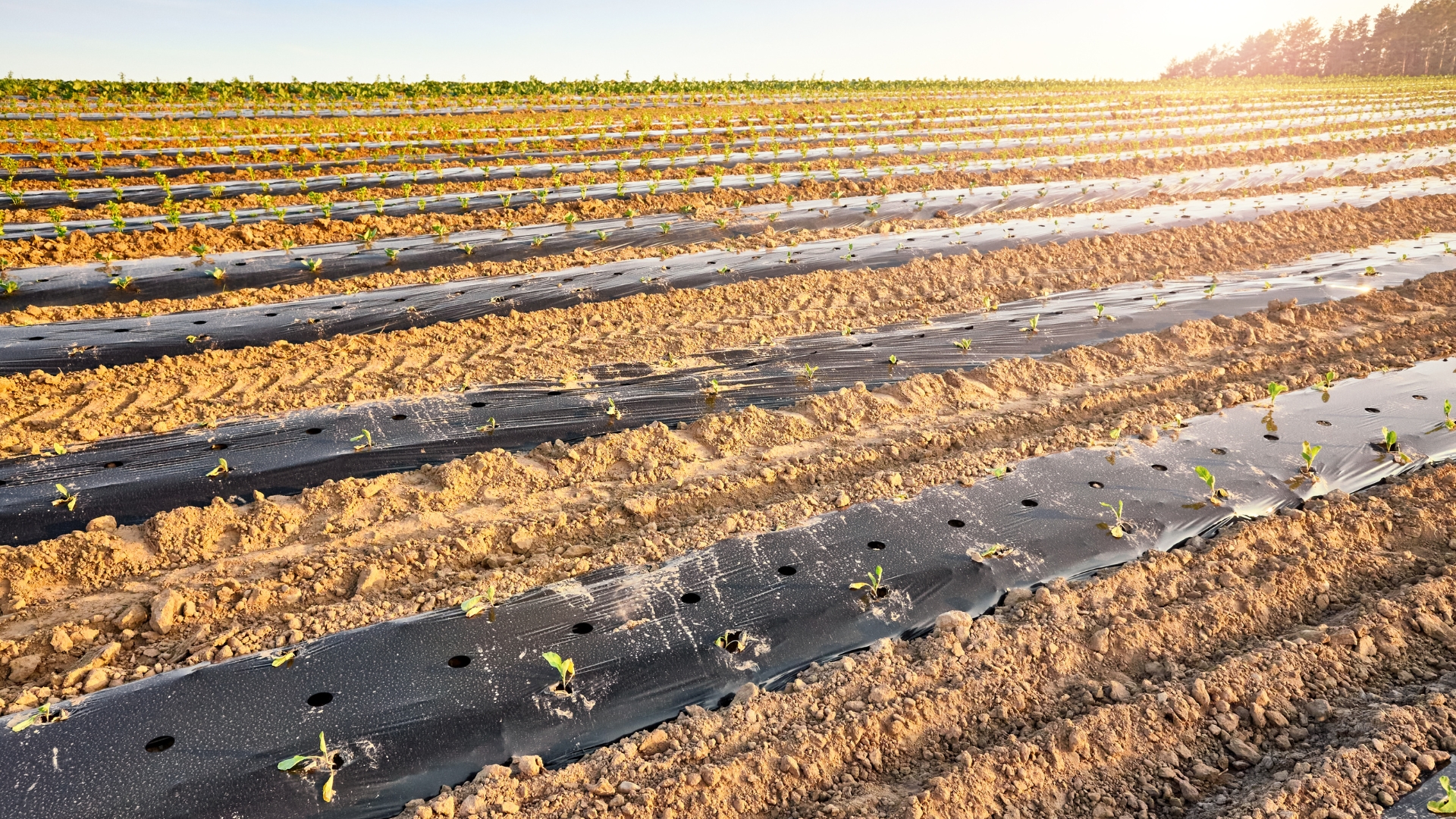 15 Brilliant Ways Soil Solarization Can Save Your Garden From Weeds And Bugs