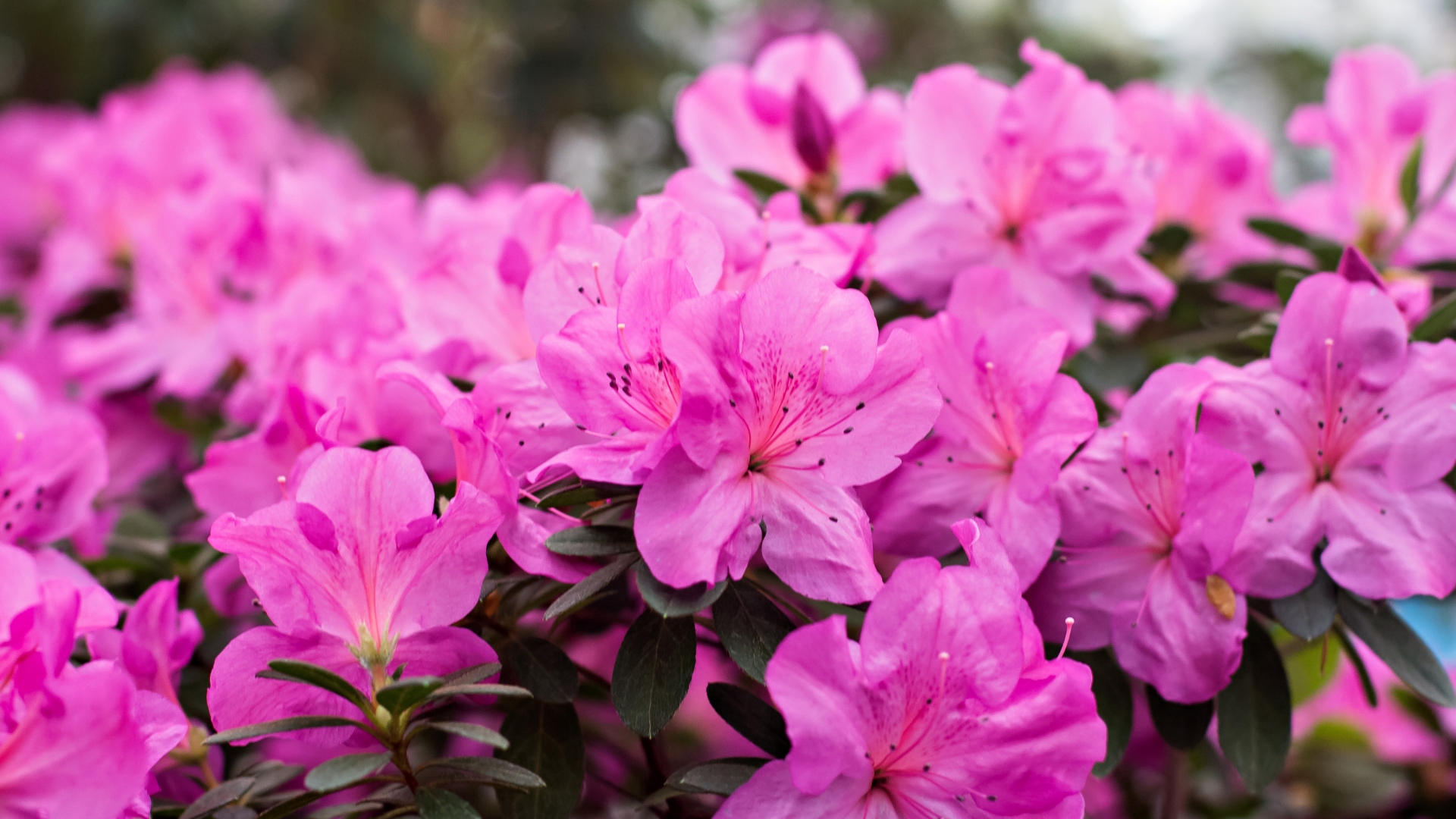 15 Brilliant Ways To Make Azaleas Steal The Show In Your Garden (Plus 3 Common Mistakes)