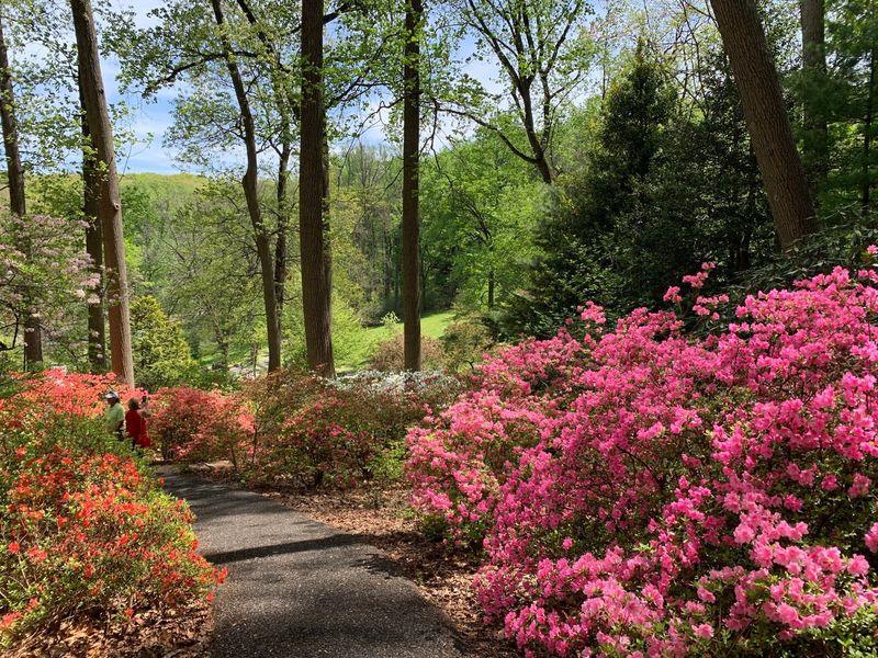 Create a Woodland Edge Display