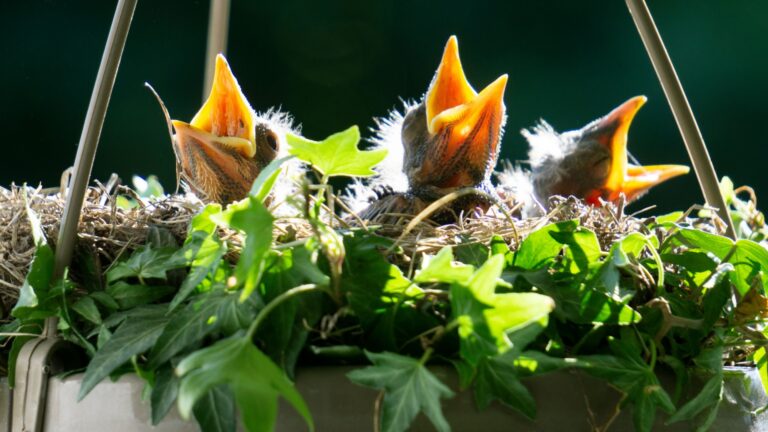 baby birds nested in a hanging basket