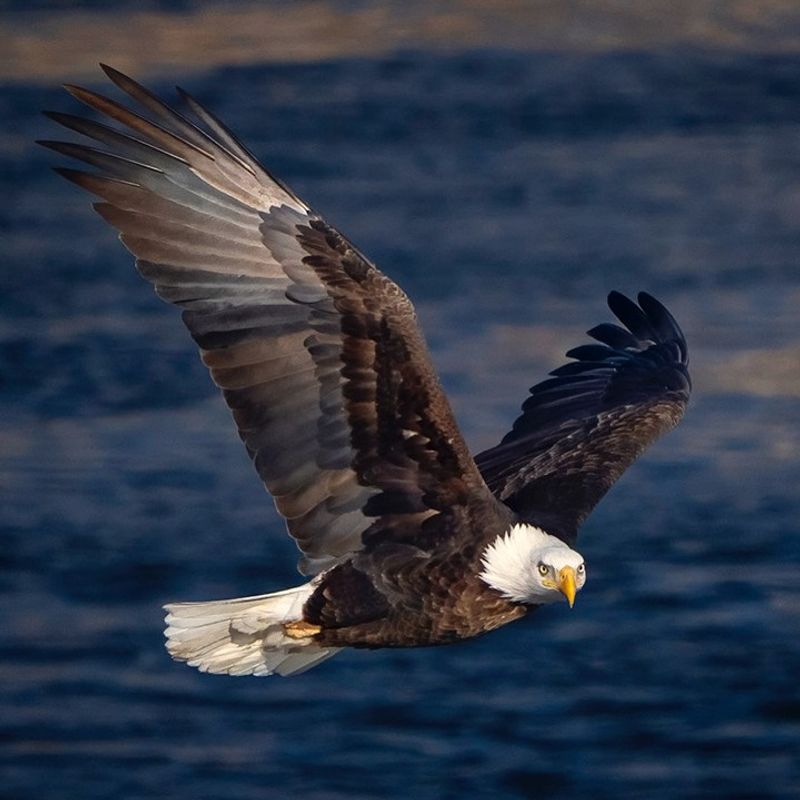 Bald Eagles
