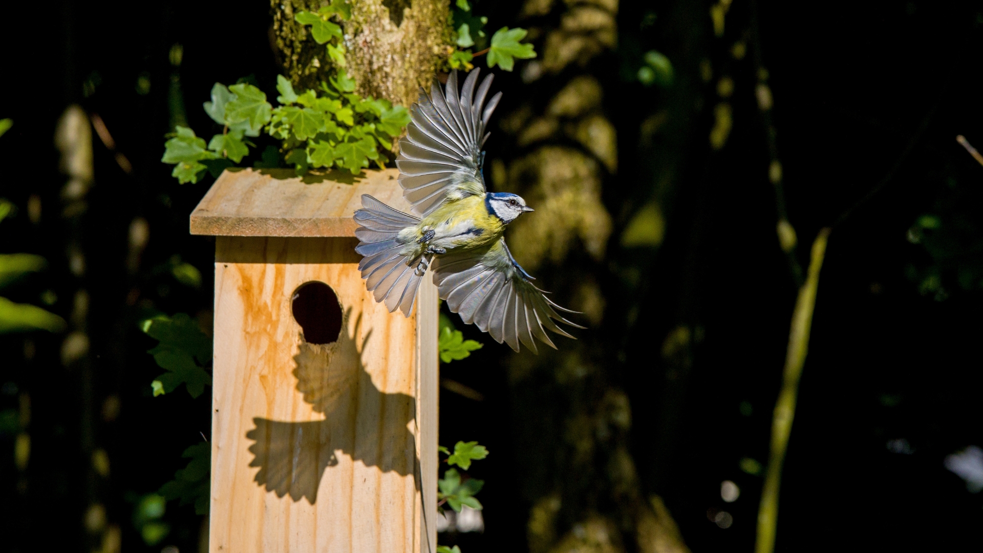 bird house