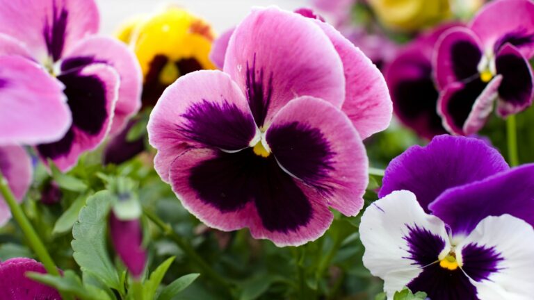 pansies