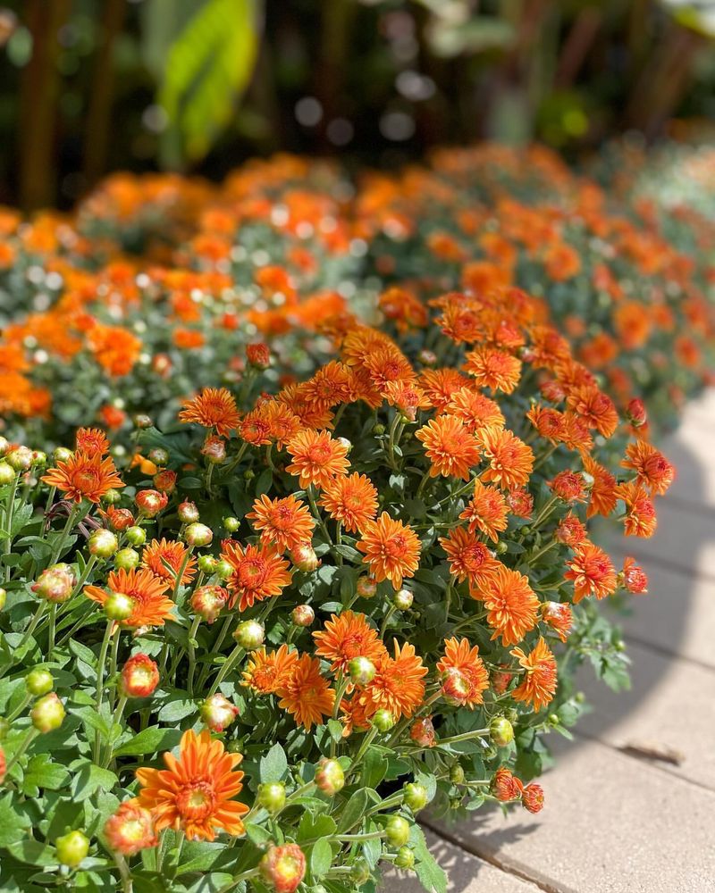 Chrysanthemums