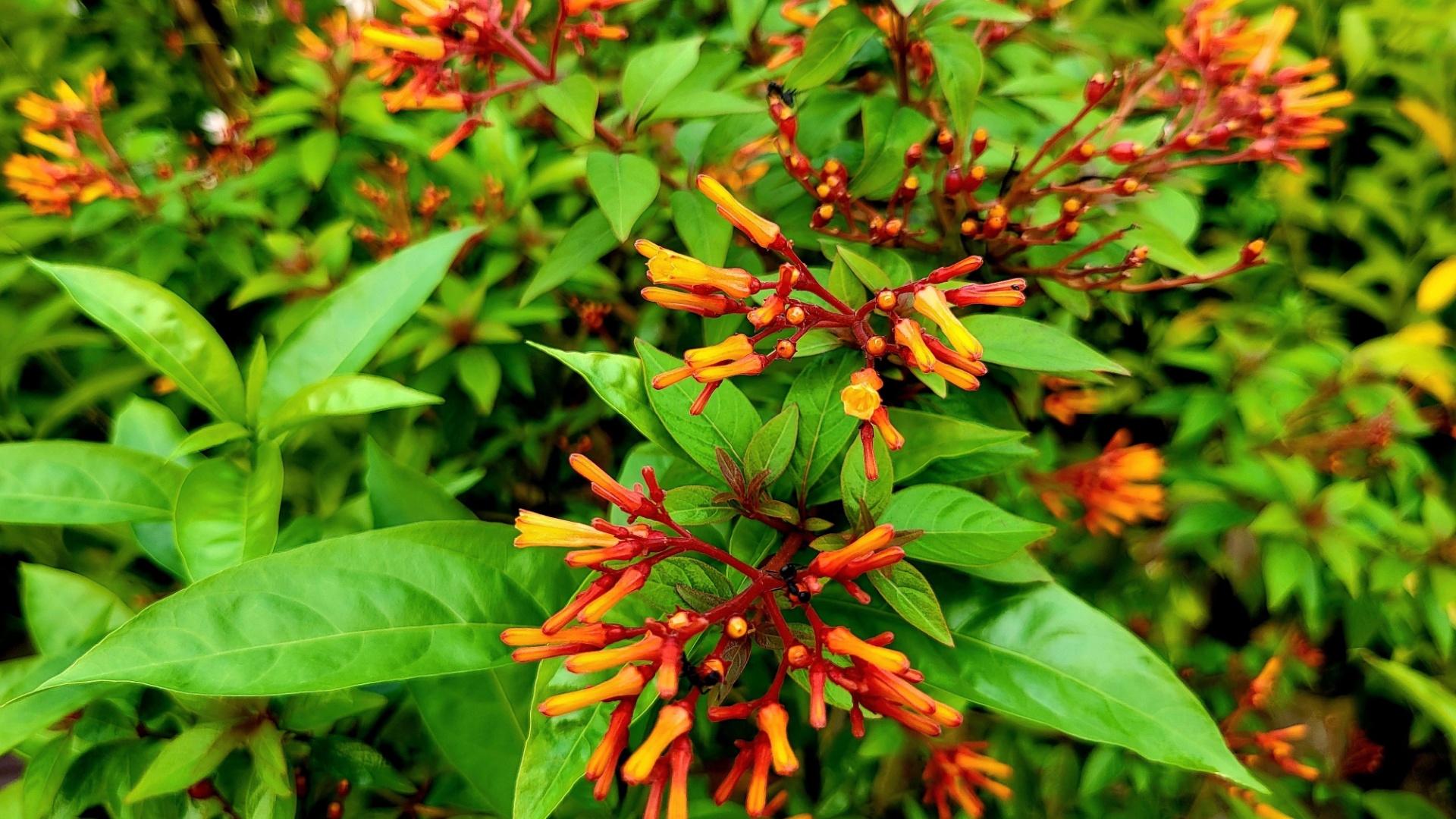 15 Florida Heat-Loving Perennials That Bloom Even More When You Leave Them Alone