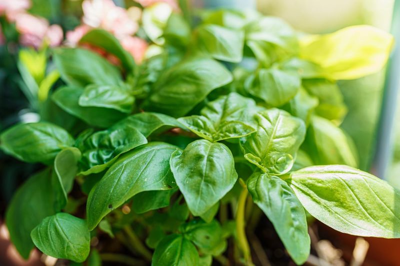 Plant Basil Near Seating Areas