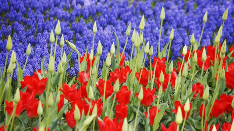 red tulips and muscari