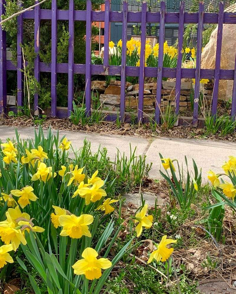 Purple Lavender + Yellow Daffodils