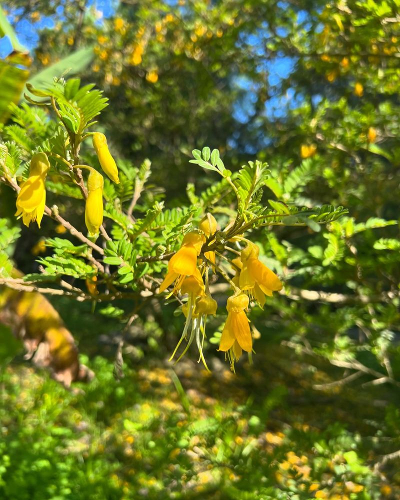 Toromiro Tree (Sophora toromiro)