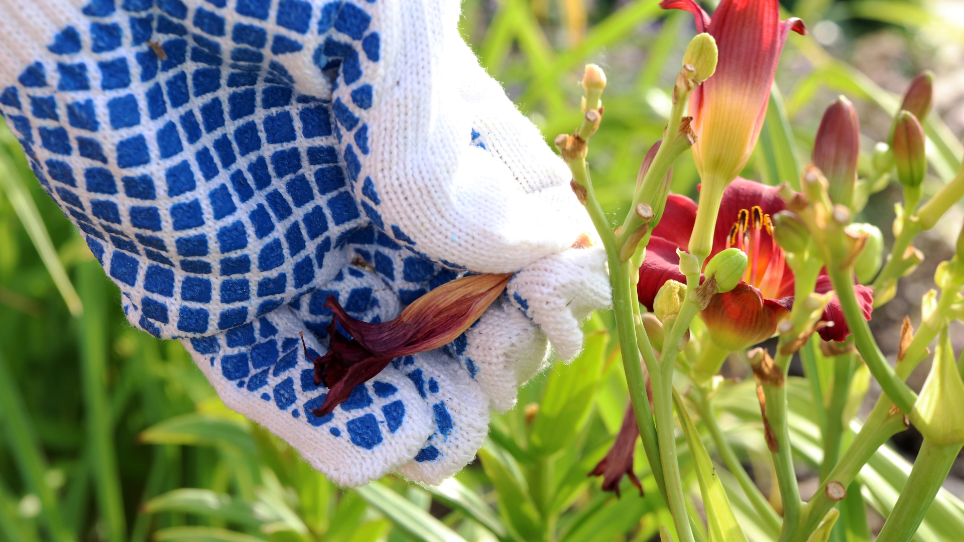 15 Gardening Jobs You Should Never Skip in July (Or Your Plants Will Pay For It)