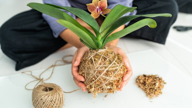 soilless orchid
