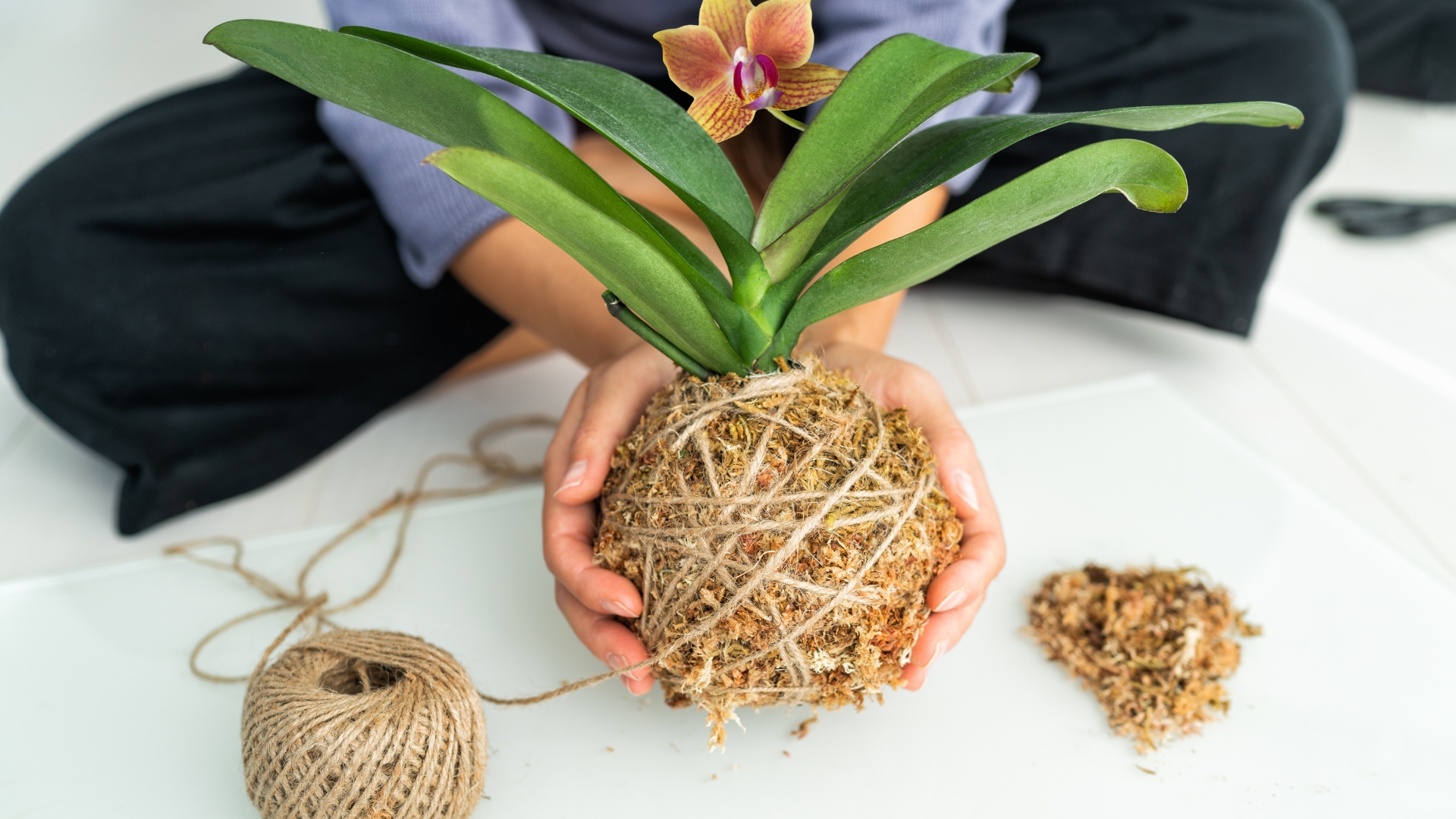 15 Genius Tips For Growing Gorgeous Orchids Without A Speck Of Soil