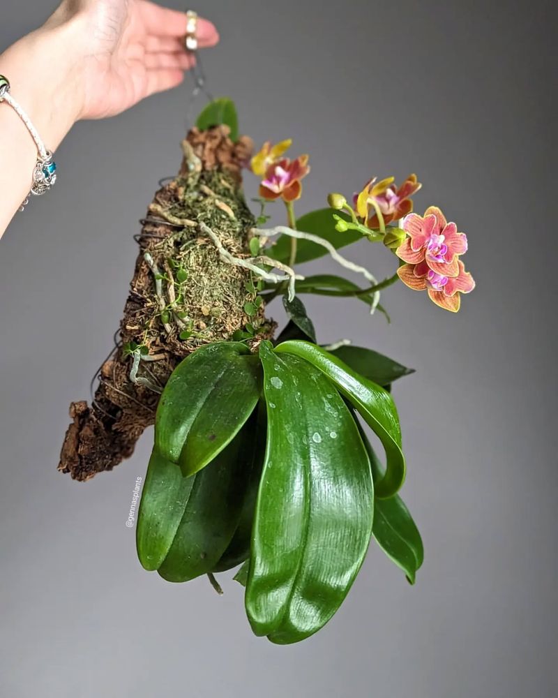 Mount Orchids on Cork Bark