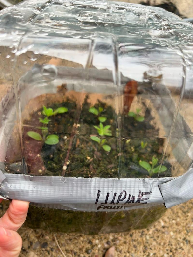 Milk Jugs as Mini-Greenhouses