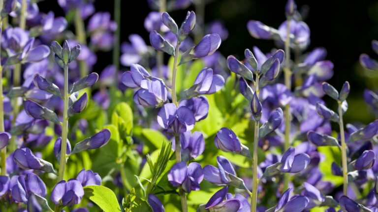 blue false indigo in full bloom