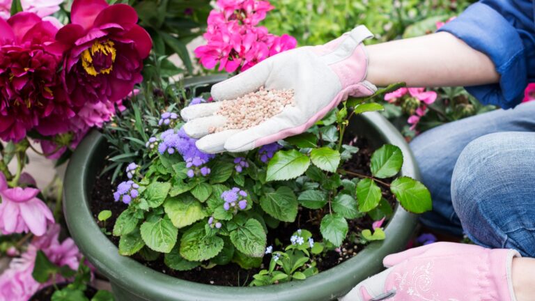 fertilizing plants
