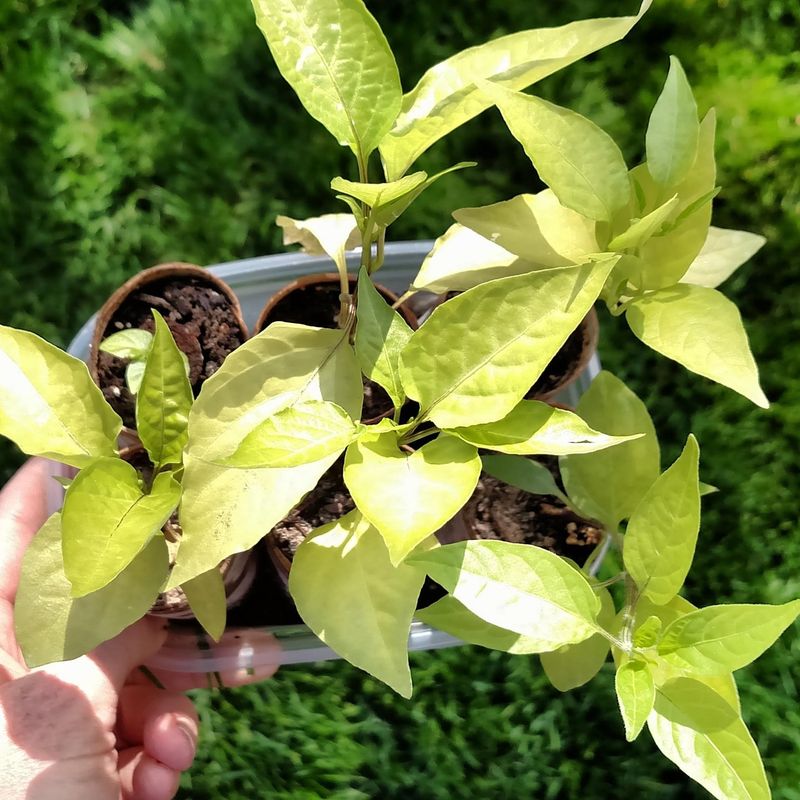 Yellowing Leaves