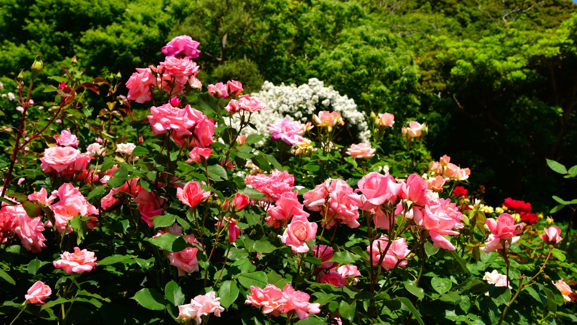 roses