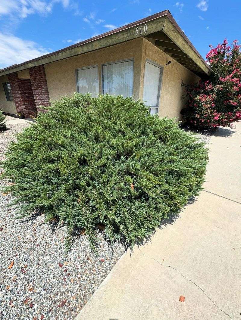 Overgrown Bushes Blocking Windows