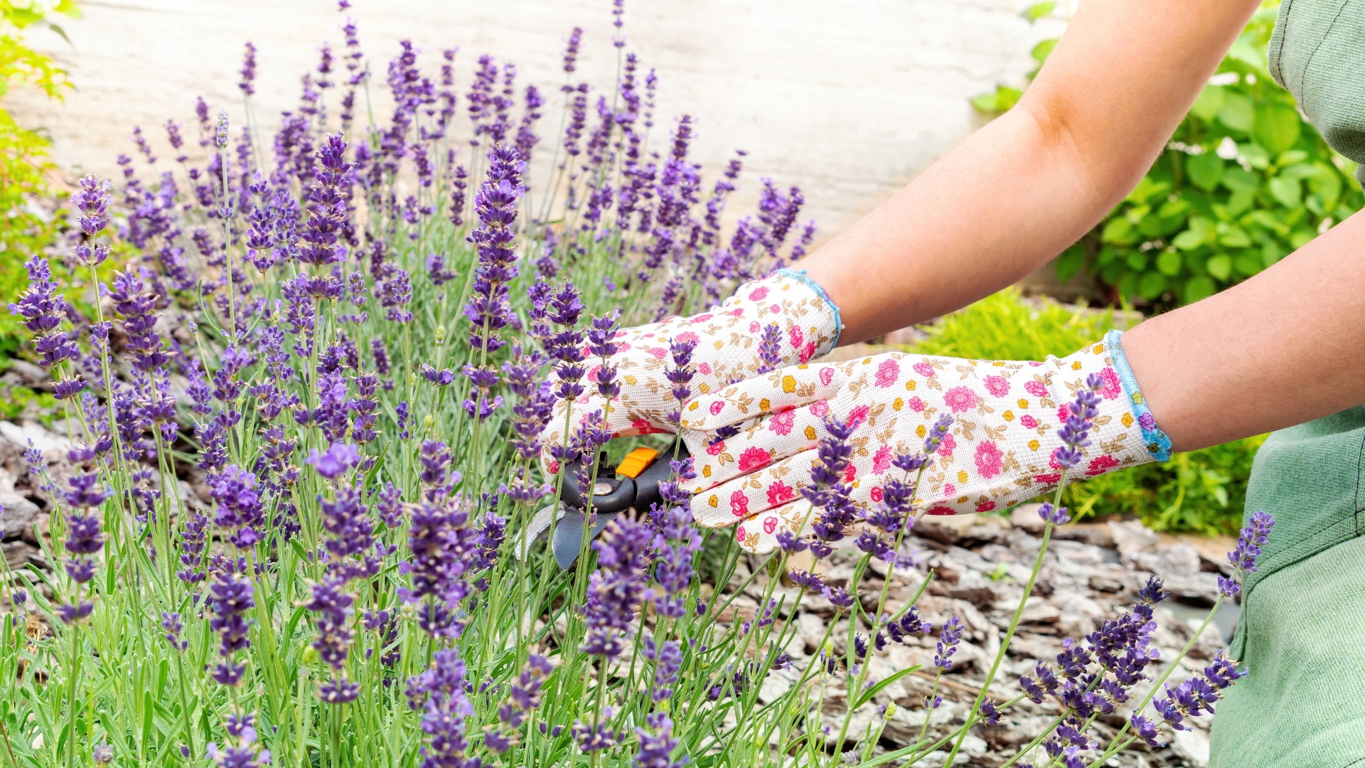 Lavender
