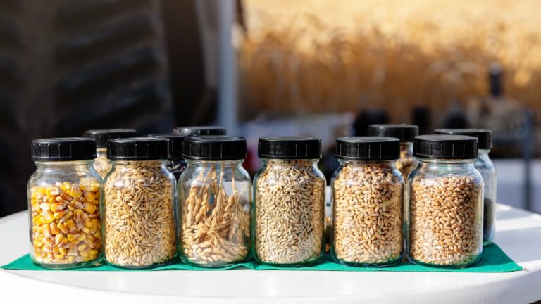 seeds in small jars