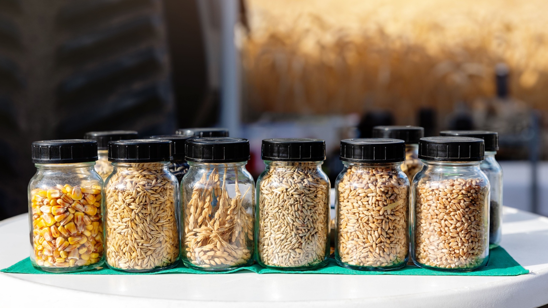15 Legit Ways To Get Free Seeds From The Government