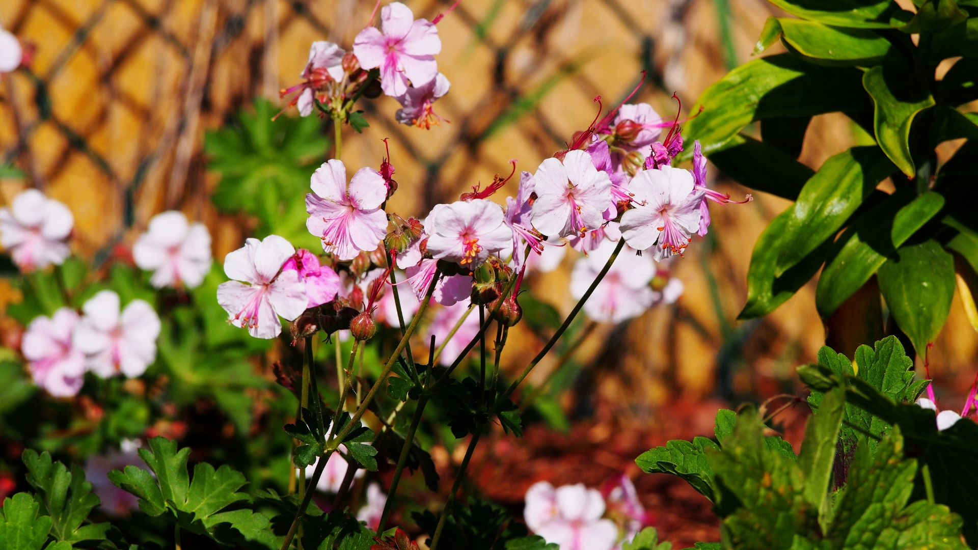 pink perennial geraniums