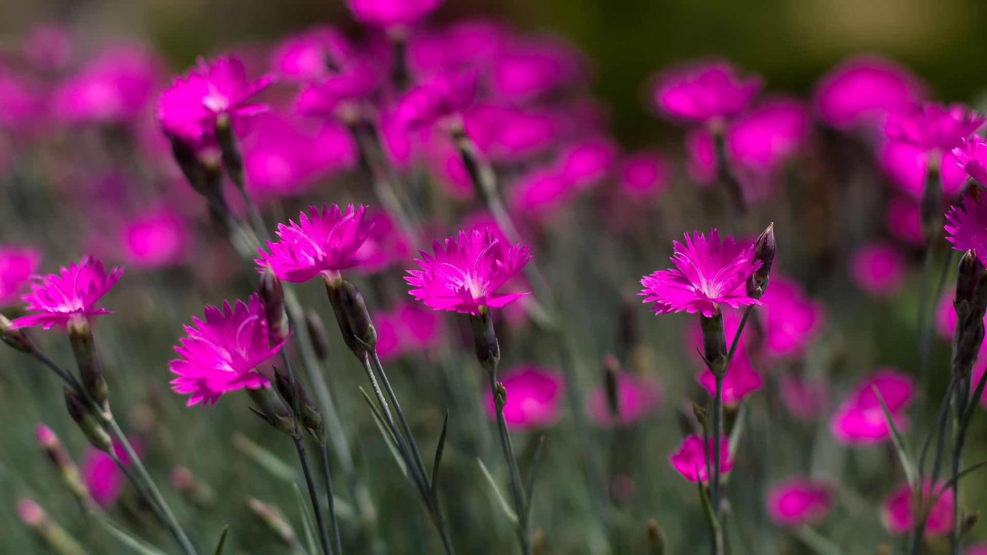 dianthus