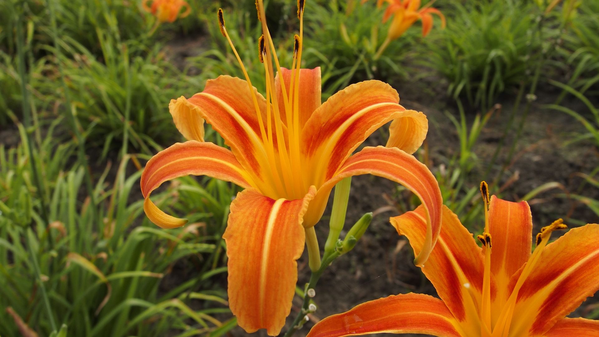 daylily