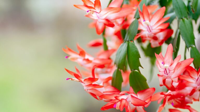 christmas cactus