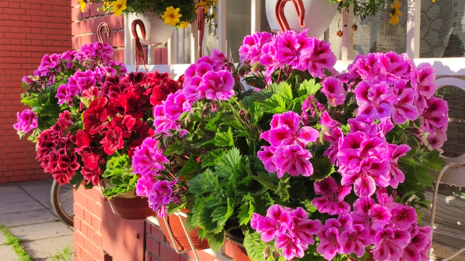 Geranium