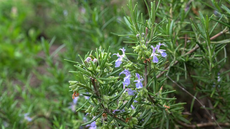 Rosemary